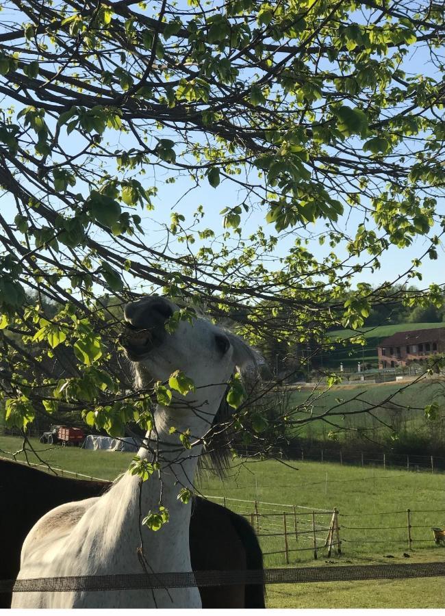 Appartamento In Cascina -La Cascinetta Di Ali- Roatto エクステリア 写真
