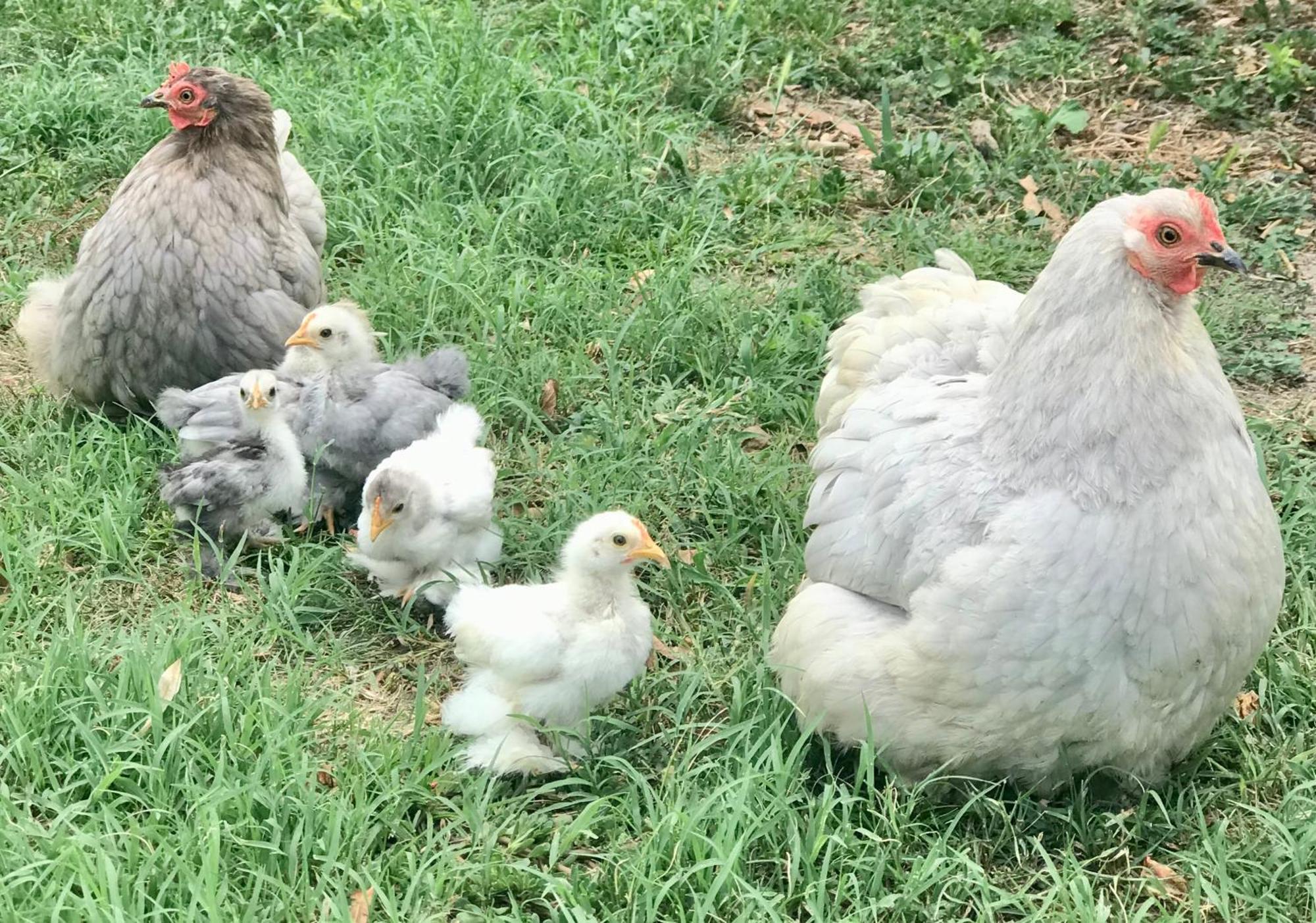 Appartamento In Cascina -La Cascinetta Di Ali- Roatto エクステリア 写真